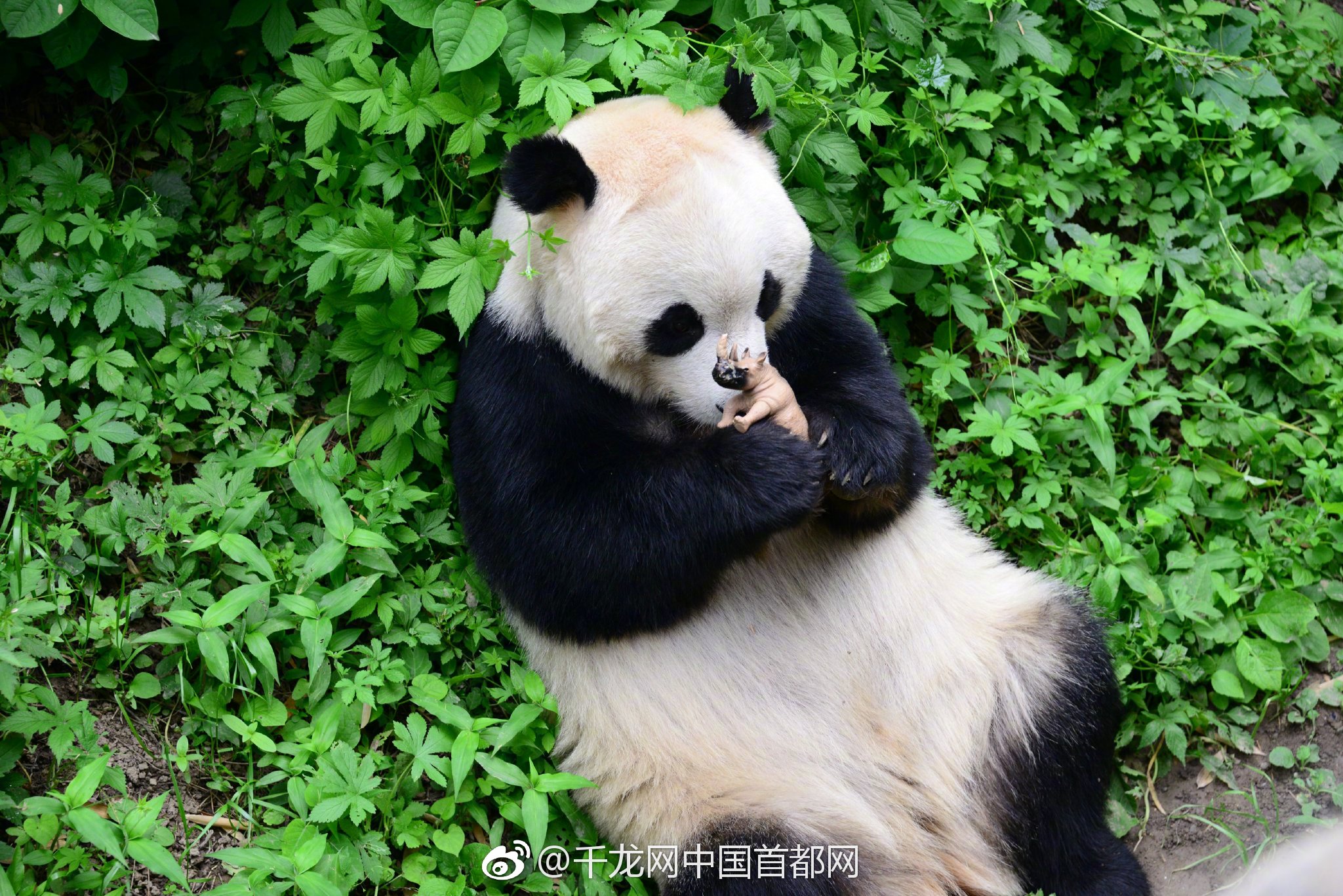 骑士精神2跳射使用需要注意什么